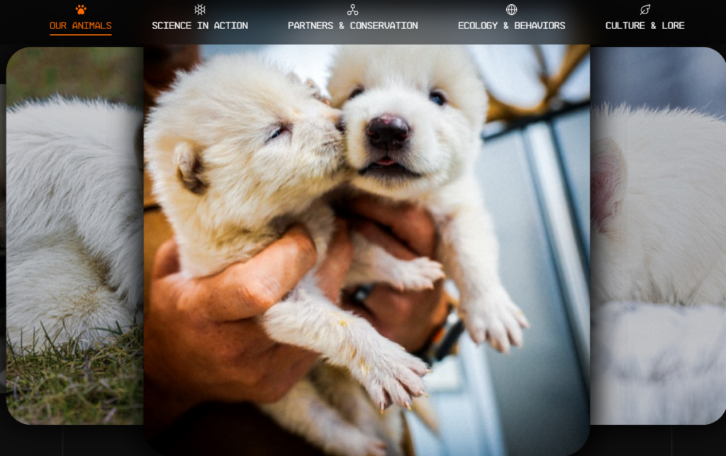 Dire wolf de-extinction, Colossal Biosciences breakthrough, biotechnology 2025, dire wolf pups, genetic technologies conservation, LCORL gene, CRISPR de-extinction, endangered species recovery, dire wolf return, ecological preservation.