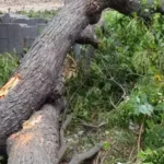 Dwarka delhi Trees Cut