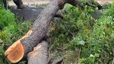 Dwarka delhi Trees Cut