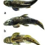 New Cyprinid Fish Species Garra magnarostrum Discovered in Assam River