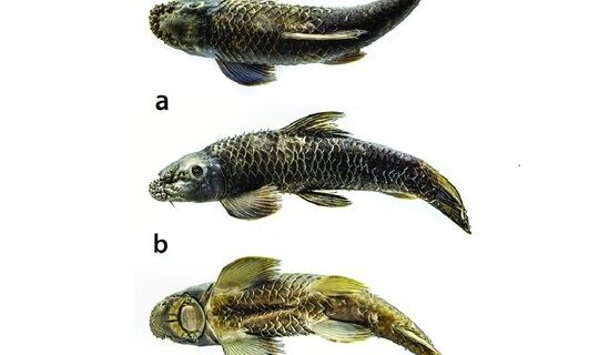 New Cyprinid Fish Species Garra magnarostrum Discovered in Assam River
