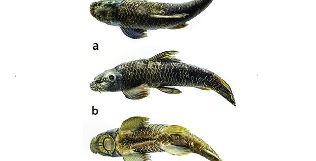 New Cyprinid Fish Species Garra magnarostrum Discovered in Assam River