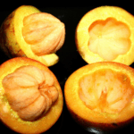 New Garcinia Tree Species Discovered in Assam's Baksa