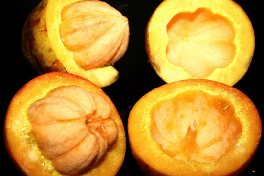 New Garcinia Tree Species Discovered in Assam's Baksa