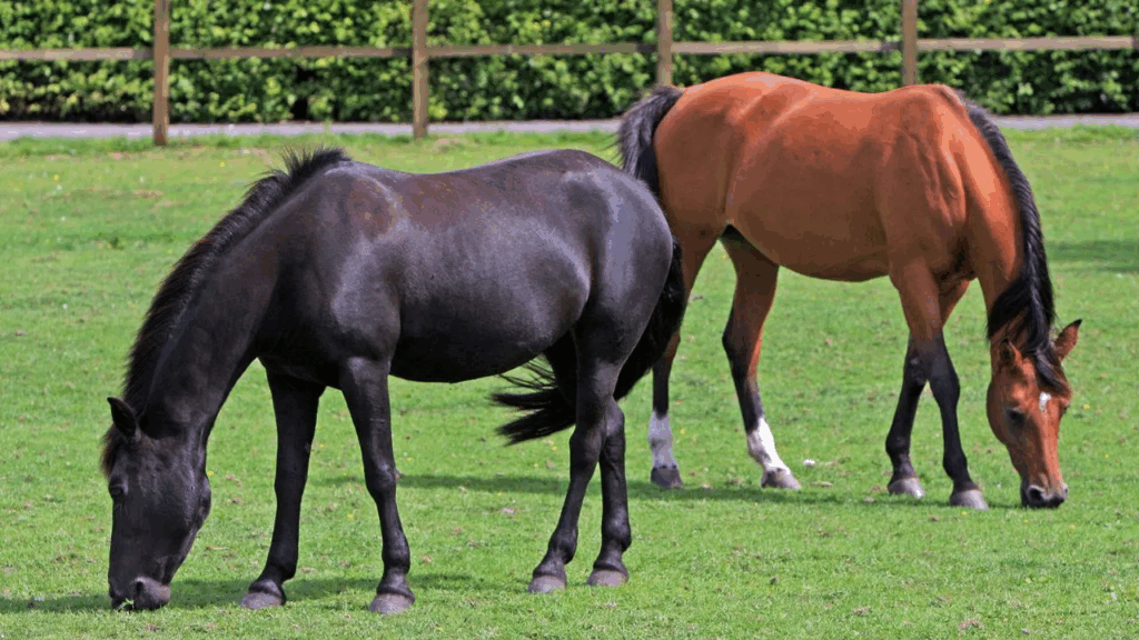 India’s First Equine Disease-Free Zone Set Up in Meerut