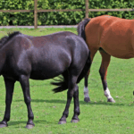 India’s First Equine Disease-Free Zone Set Up in Meerut