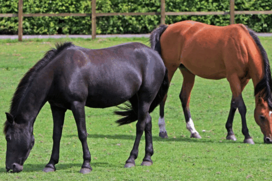 India’s First Equine Disease-Free Zone Set Up in Meerut