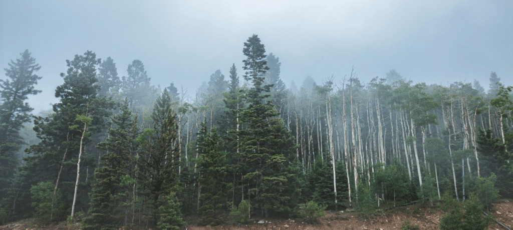 UNEP Report Urges Bold Action to Tackle Triple Planetary Crisis by 2050