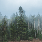 UNEP Report Urges Bold Action to Tackle Triple Planetary Crisis by 2050