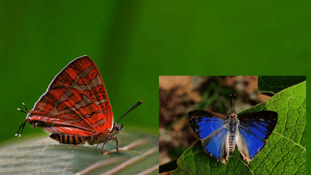 New Conjoined Silverline Butterfly Found in Western Ghats