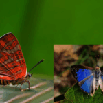 New Conjoined Silverline Butterfly Found in Western Ghats