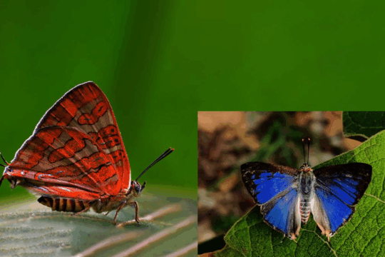 New Conjoined Silverline Butterfly Found in Western Ghats