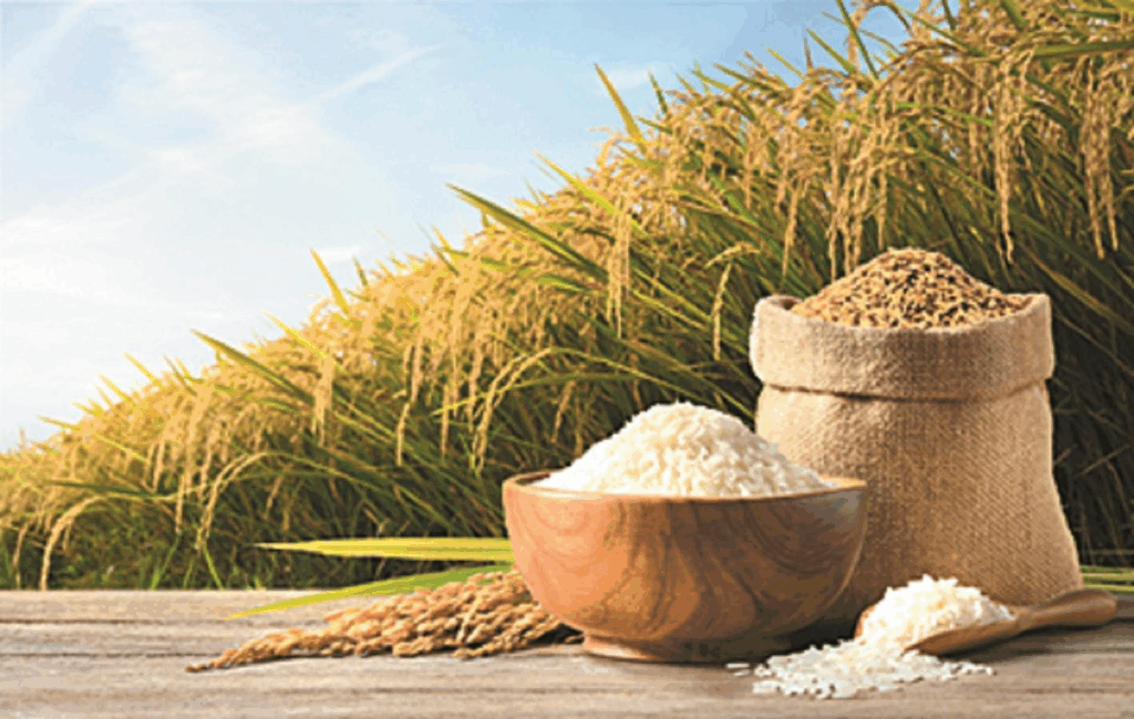India Raises Reserve Prices for Wheat & Rice 2025–26