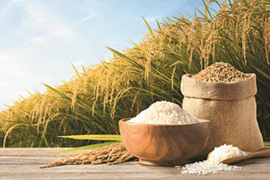 India Raises Reserve Prices for Wheat & Rice 2025–26