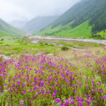 Uttarakhand Begins Plant Conservation Mission
