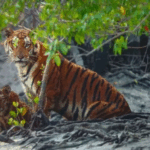 Sundarbans Tiger Reserve Expands by 560 Sq Km
