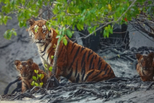 Sundarbans Tiger Reserve Expands by 560 Sq Km