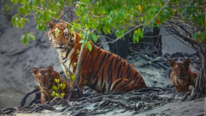 Sundarbans Tiger Reserve Expands by 560 Sq Km