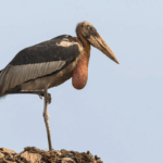 Cambodia Adopts Assam’s Hargila Army Model