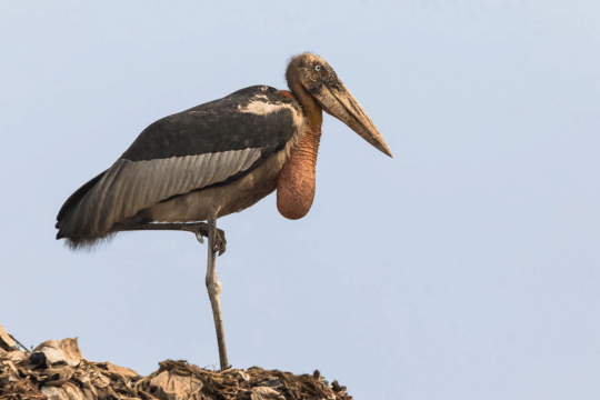 Cambodia Adopts Assam’s Hargila Army Model