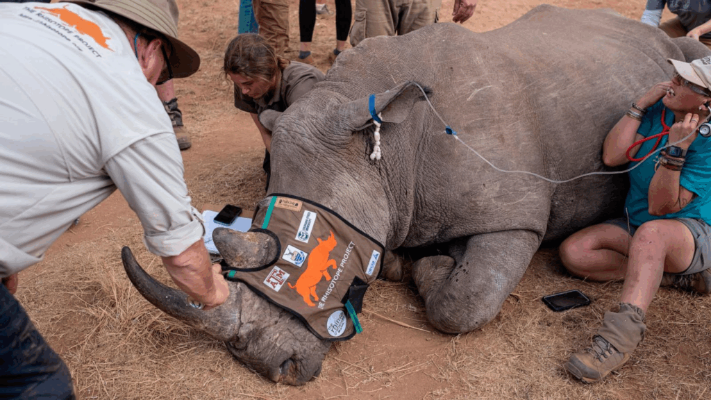 Rhisotope Project: Radioactive Tags to Save Rhinos