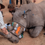 Rhisotope Project: Radioactive Tags to Save Rhinos 