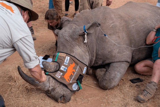 Rhisotope Project: Radioactive Tags to Save Rhinos 