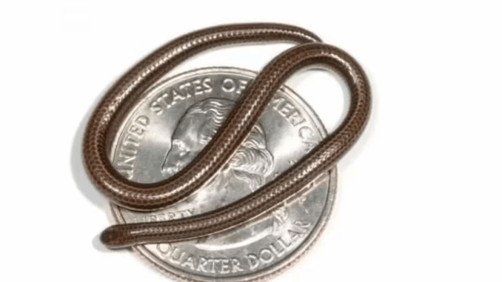 Barbados Threadsnake: Smallest Snake Discovered