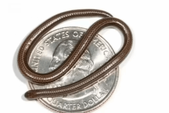 Barbados Threadsnake: Smallest Snake Discovered