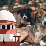 Supreme Court Orders Stray Dogs Off Delhi Streets 