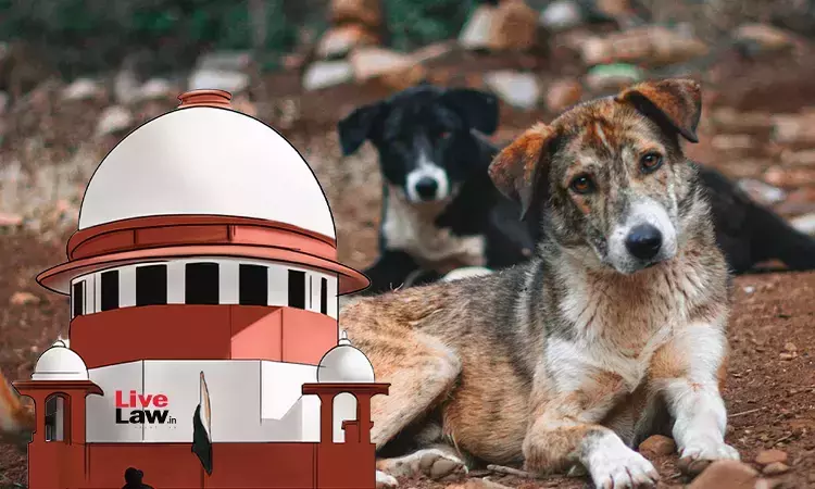 Supreme Court Orders Stray Dogs Off Delhi Streets