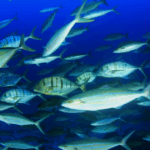 INDIA RANKS 2ND IN GLOBAL FISH PRODUCTION GROWTH