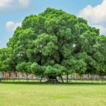 Delhi Forest Dept Defines What Legally Counts as a Tree 